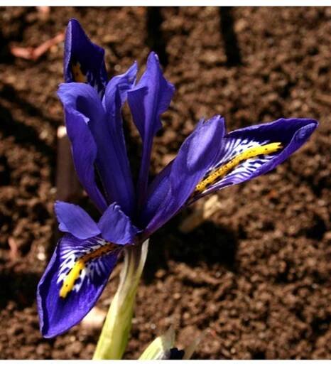 Iris reticulata JOYCE - kosatec, kosatčík