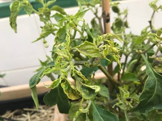 Necesidades de los Huertos Urbanos ⋆ Cultivar mi Huerto
