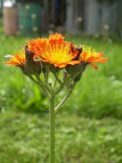 Chlupáček oranžový (Pilosella aurantiaca)