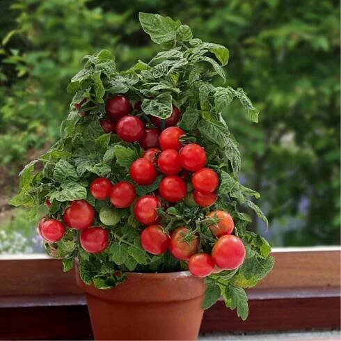 Vilma Dwarf Tomato Seeds