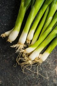 Jarní cibulka - Pěstování, vitamíny a využití v kuchyni