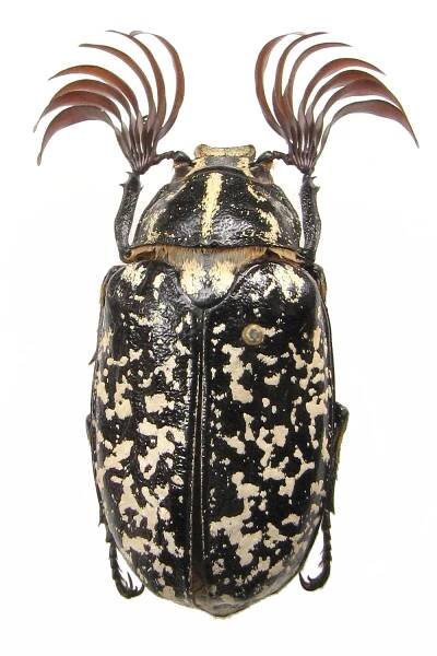 Polyphylla fullo (chroust mlynařík) | BioLib.cz