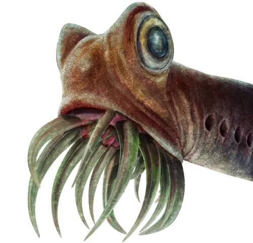 Restoration of Panderodus unicostatus