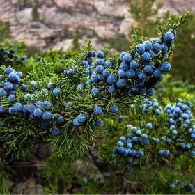Jalovec ztepilý – Juniperus excelsa – semena jalovce