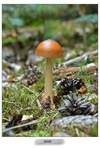 Muchomůrka plavá (Amanita fulva)