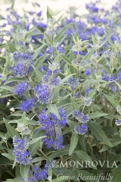 Small Sun Shrubs – Sierra Nevada Plant Guide