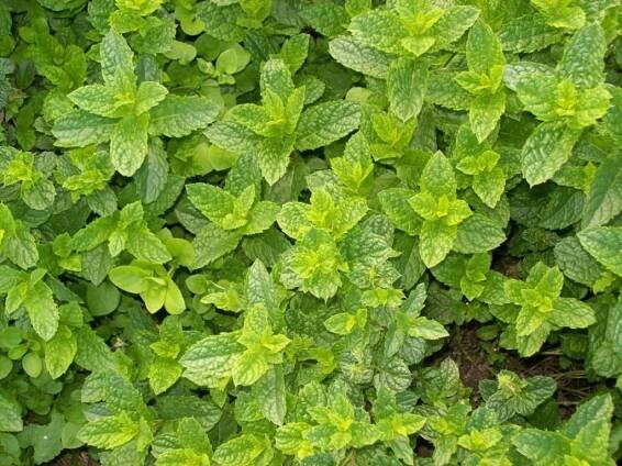 Máta - Mentha species " Mojito " - Levandule online