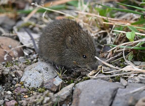 Soft grass mouse