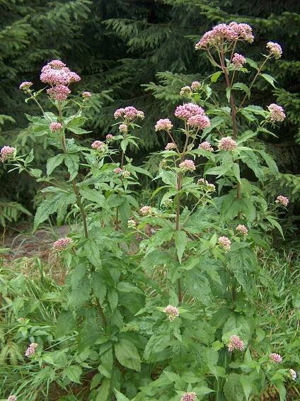 Obrázek - Eupatorium cannabinum (sadec konopáč) | BioLib.cz