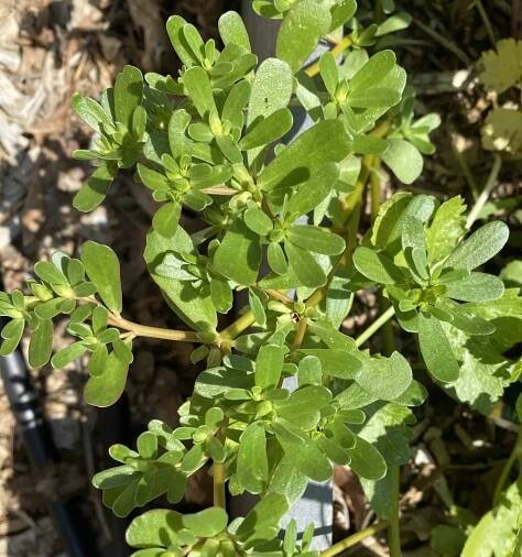 Purslane: Friend or Foe?