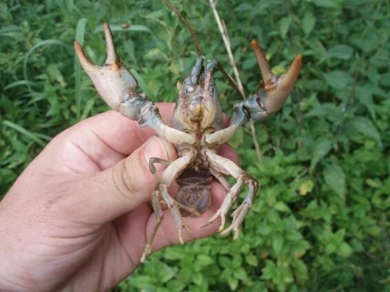 Rak kamenáč (Austropotamobius torrentium) - stone crayfish | prof. Ing. Jiří Patoka
