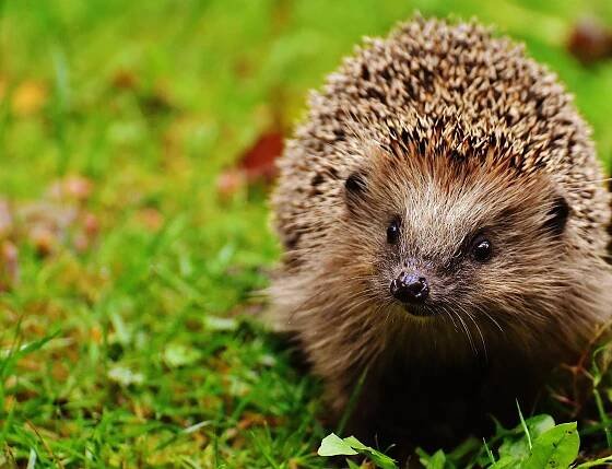 Ježek Hoglet Zvíře Mladý - Fotografie zdarma na Pixabay