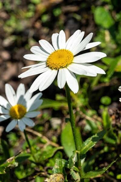 A close up vertical image of a Leucanthemum x superbum flower growing in the garden pictured in light sunshine on a soft focus background.