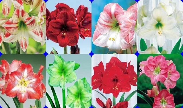 Amarylis, zwartnica, hippeastrum, 8 jednotlivých odrůd [ vel 22 – 24 cm]