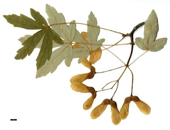 Acer heldreichii