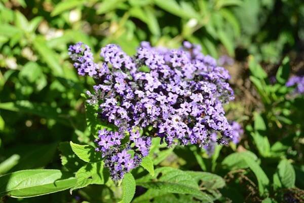 Heliotropium arborescens 'Nagano'