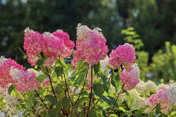 Hortenzie kytice 'Pinky Winky' (Hydrangea paniculata) Květináč 2.0L Výrobce Gospodarstwo Ogrodniczo-szkółkarskie Tęczowa Dolina