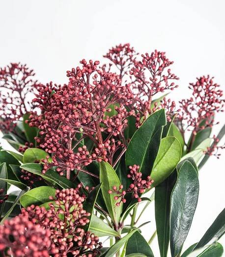 Skimie japonská Rubella, Skimmia japonica, červená, průměr květináče 15 cm | ZAZUMi.cz