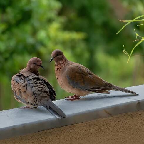 4 practical ways to attract birds to a balcony or urban garden, according to wildlife experts