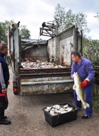 Ryby v Modlanech zabil mimořádn�ě velký nedostatek kyslíku