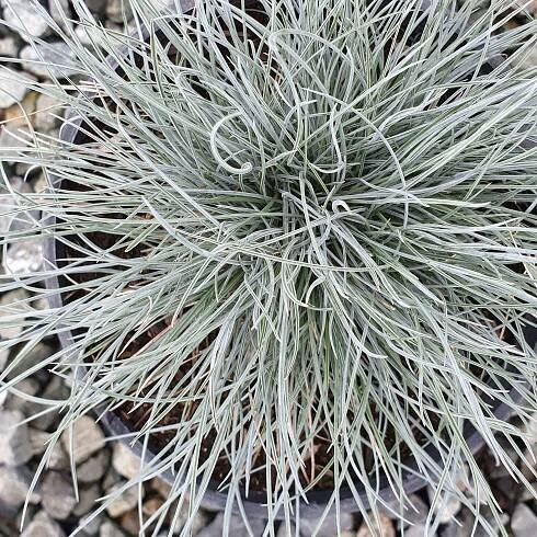 Festuca glauca 'Elijah Blue'