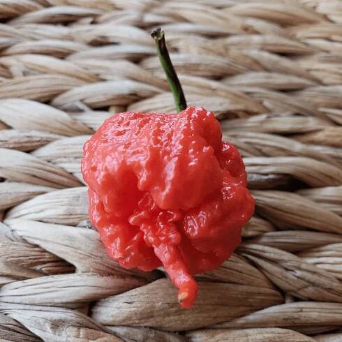 Jak hnojit papriky Carolina Reaper?