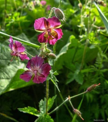 Kakost oddenkatý (Geranium macrorrhizum)