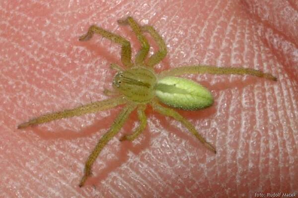 Česká arachnologická společnost - Micrommata virescens (Clerck, 1757) [maloočka smaragdová] → Čeleď: Sparassidae → Rod