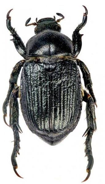 Megapertha massageta