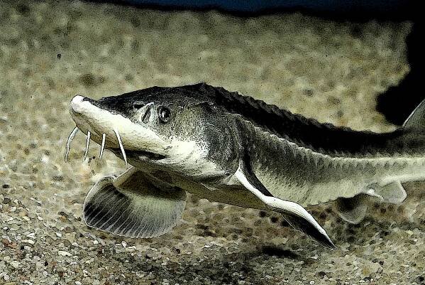 Jak ulovit jesetera sibiřského? Nejlepší je hodně krmit - iRybářství
