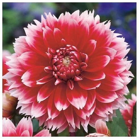 Jiřinka Red and White Fubuki - Dahlia - prodej cibulovin - 1 ks