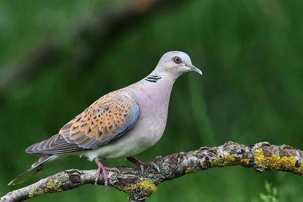 Evropská komise opět vyzvala Francii a Španělsko k ochraně hrdličky divoké - AVIFAUNA - Český online magazín o ptácích