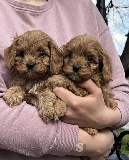 Cavapoo štěňata na prodej