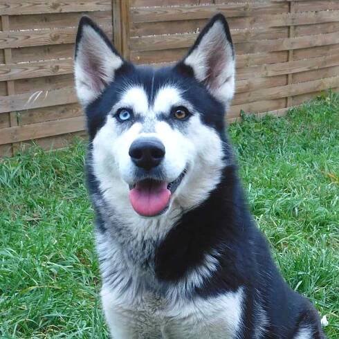 Nikita