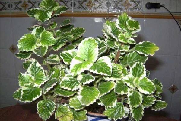 Plectranthus - foto