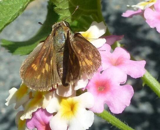 Gallery of Butterflies and Skippers - EarthSanctuaries