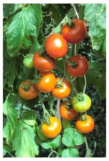 RAJČE tyčkové Start S (F1) (Solanum lycopersicum L) 20 semen.
