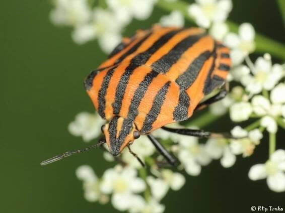Graphosoma lineatum - kněžice páskovaná | Pentatomidae - kněžicovití | Natura Bohemica