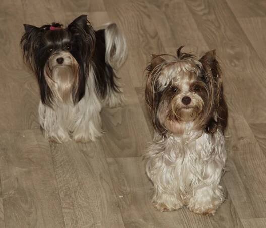 Biro Yorkshire Cookie - Home of Harmony Zucht für Biewer-, Biro-, Golddust-, Yorkshire Terrier