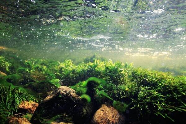 Lotic Communities & Algae - Biology Online Tutorial