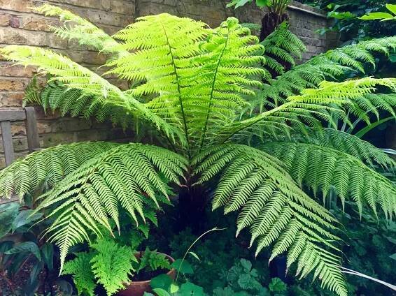 Plant List – The Frustrated Gardener