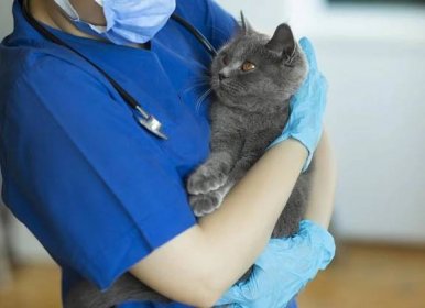 Bilious Vomiting Syndrome (BVS) in Cats