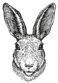 Ručně kreslený portrét králíka. Velikonoční zajíček, skica. Vektorové ilustrace — Ilustrace