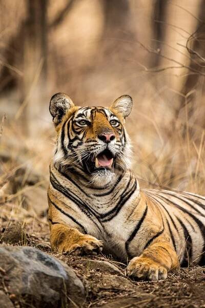A tiger lounging in sand and dried vegetation.