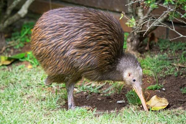 Nemůžete spát? Dejte si kiwi! - Hortim Magazín