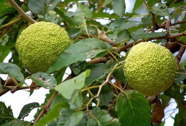 hedge apple