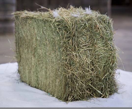 Meadow Hay - Douliere Hay France