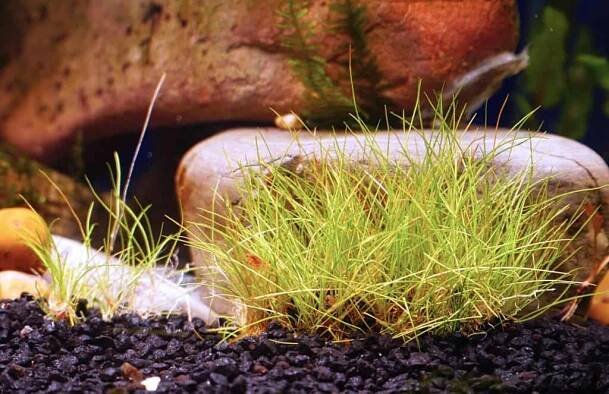 Eleocharis belem (Dwarf Hairgrass): Ultimate Care Guide - Fish Laboratory