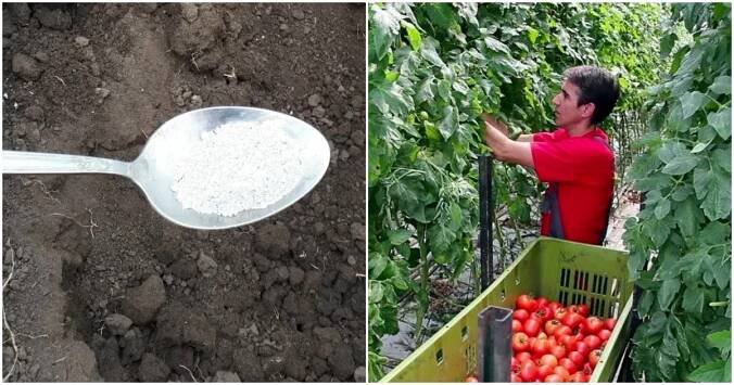 Při sázení rajčat dejte do každé jamky 3 LŽÍCE zásadně důležitých surovin. Zakoření extrémně rychle a plody budete sbírat po desítkách KG!