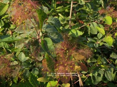 Škumpa vlasatá (zelenolistá) Lady | Cotinus coggygria Lady - Záhradníctvo ABIES